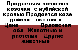 Продаеться козленок(козочка) с нубийской кровью.Продоется коза дойная  3окотом к › Цена ­ 1 500 - Орловская обл. Животные и растения » Другие животные   